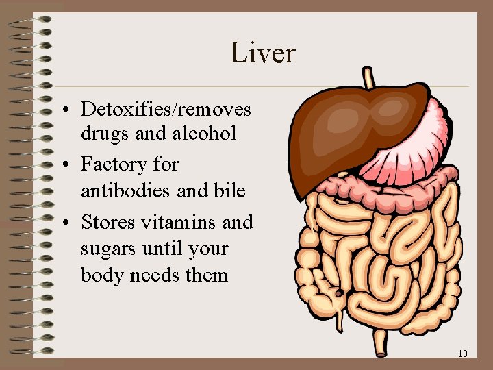 Liver • Detoxifies/removes drugs and alcohol • Factory for antibodies and bile • Stores