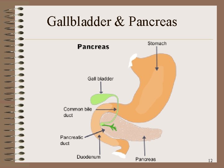 Gallbladder & Pancreas 12 