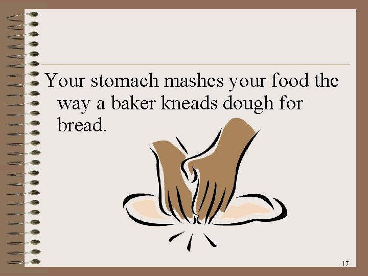 Your stomach mashes your food the way a baker kneads dough for bread. 17