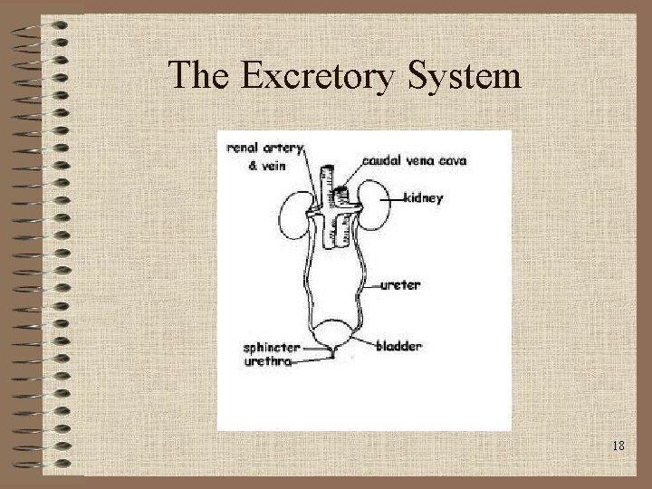 The Excretory System 18 