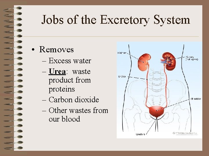 Jobs of the Excretory System • Removes – Excess water – Urea: waste product