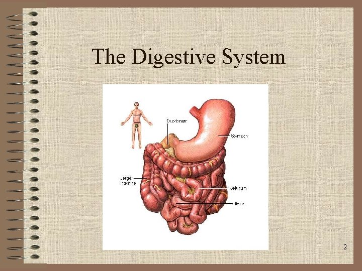 The Digestive System 2 