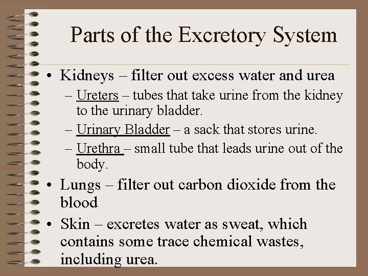 Parts of the Excretory System • Kidneys – filter out excess water and urea