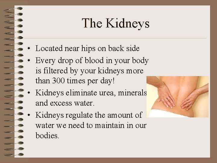 The Kidneys • Located near hips on back side • Every drop of blood