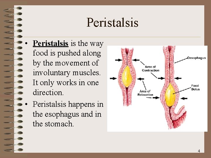 Peristalsis • Peristalsis is the way food is pushed along by the movement of