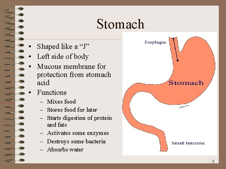 Stomach • Shaped like a “J” • Left side of body • Mucous membrane