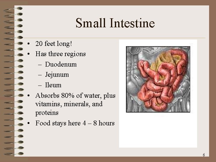 Small Intestine • 20 feet long! • Has three regions – Duodenum – Jejunum