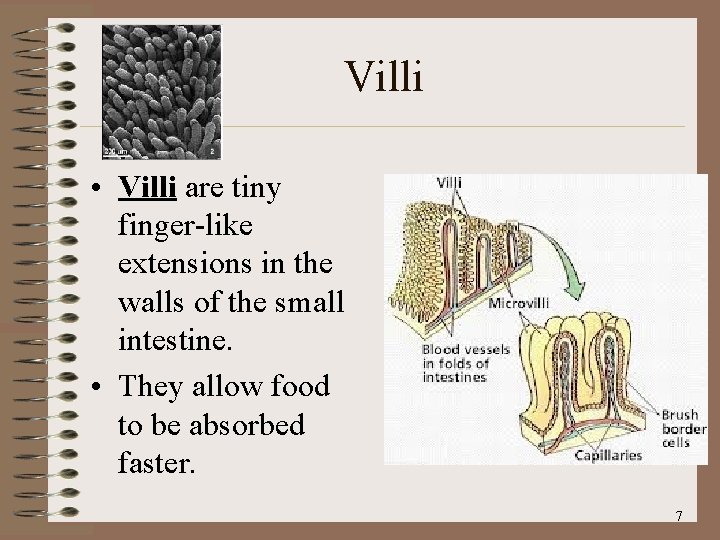 Villi • Villi are tiny finger-like extensions in the walls of the small intestine.