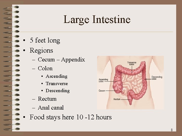 Large Intestine • 5 feet long • Regions – Cecum – Appendix – Colon