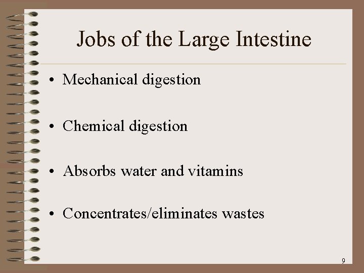 Jobs of the Large Intestine • Mechanical digestion • Chemical digestion • Absorbs water