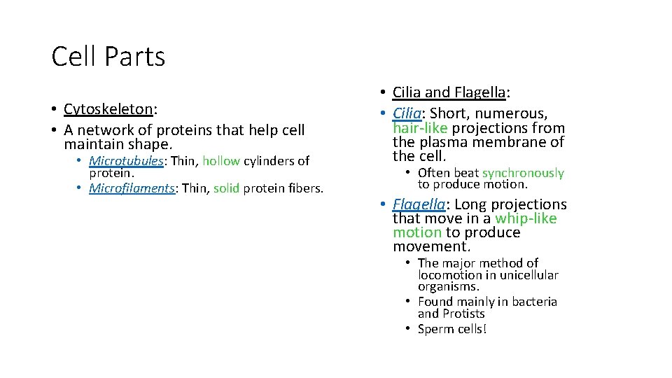 Cell Parts • Cytoskeleton: • A network of proteins that help cell maintain shape.