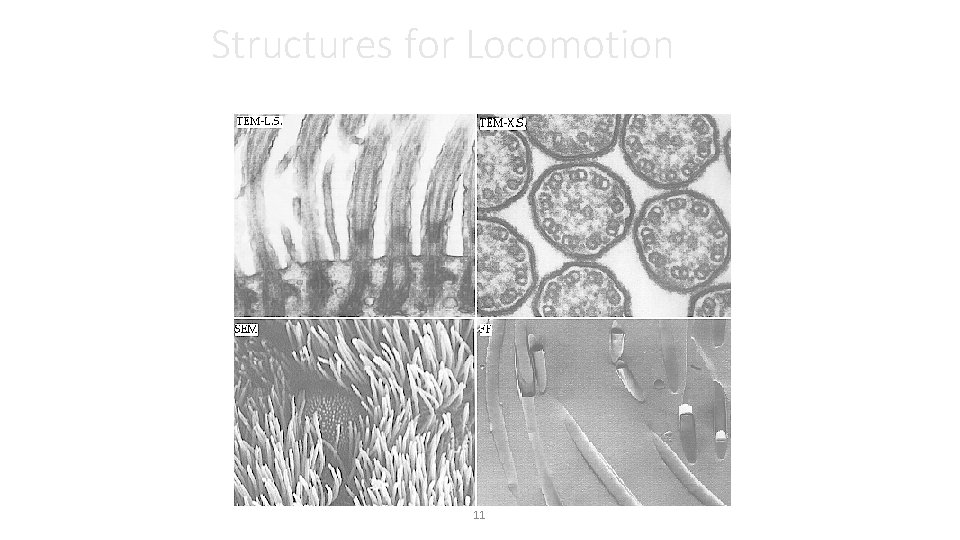 Structures for Locomotion 11 