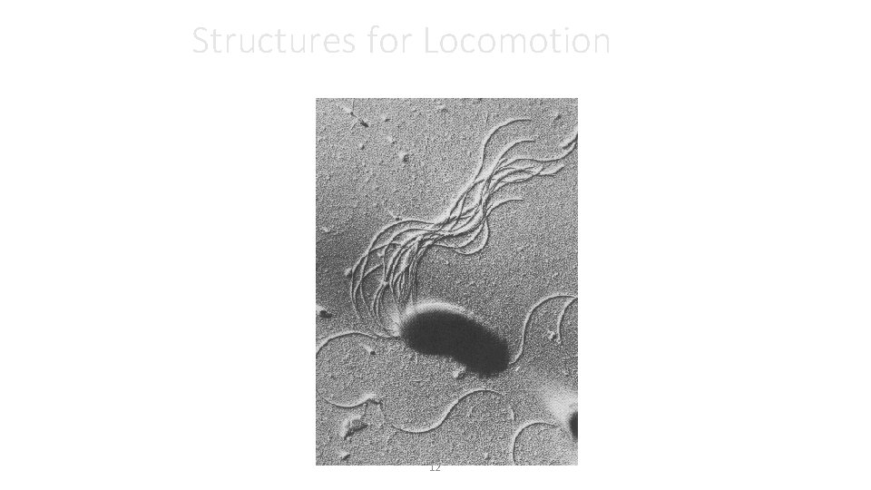 Structures for Locomotion 12 