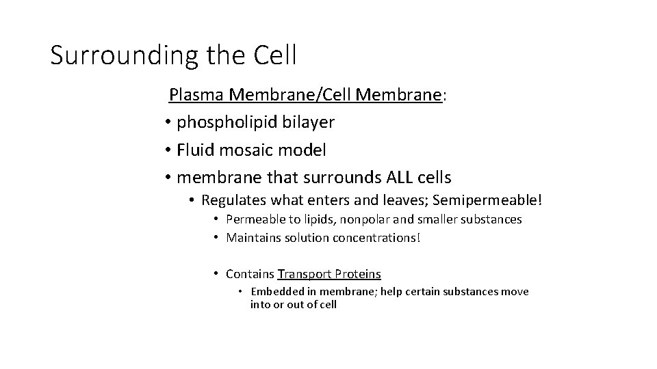 Surrounding the Cell Plasma Membrane/Cell Membrane: • phospholipid bilayer • Fluid mosaic model •