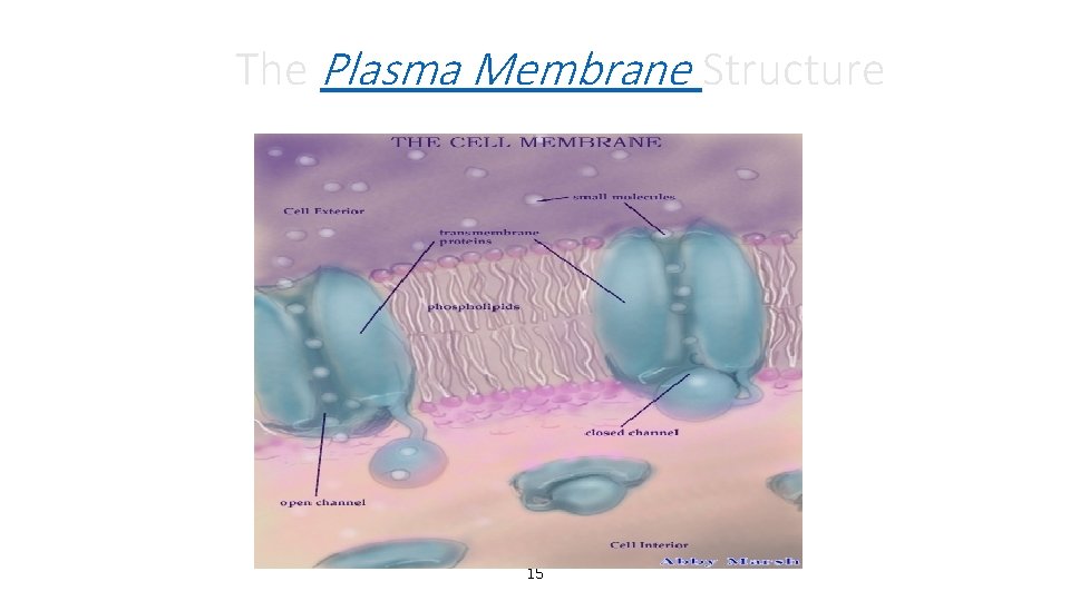 The Plasma Membrane Structure 15 