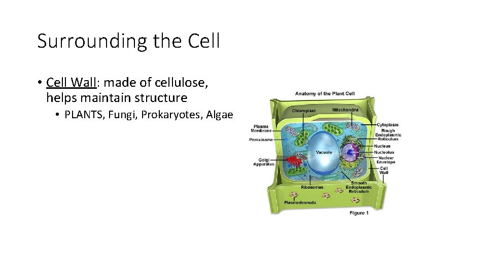 Surrounding the Cell • Cell Wall: made of cellulose, helps maintain structure • PLANTS,