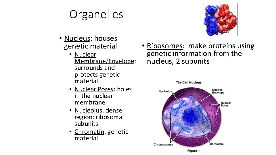 Organelles • Nucleus: houses genetic material • Ribosomes: make proteins using genetic information from