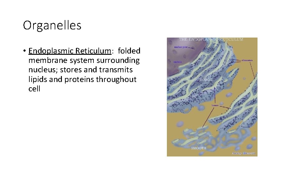 Organelles • Endoplasmic Reticulum: folded membrane system surrounding nucleus; stores and transmits lipids and