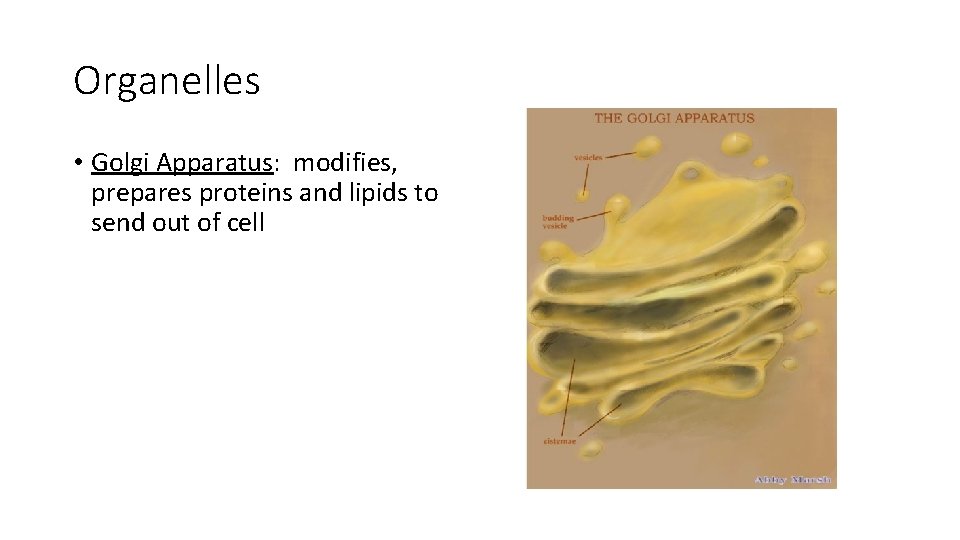 Organelles • Golgi Apparatus: modifies, prepares proteins and lipids to send out of cell