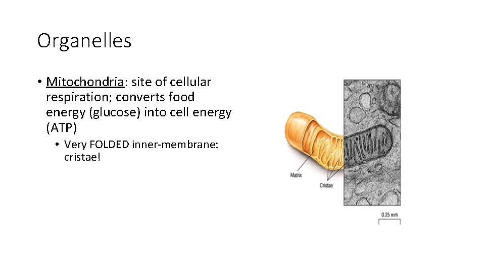 Organelles • Mitochondria: site of cellular respiration; converts food energy (glucose) into cell energy