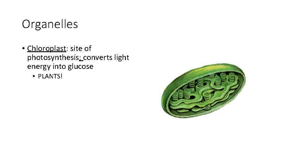 Organelles • Chloroplast: site of photosynthesis; converts light energy into glucose • PLANTS! 