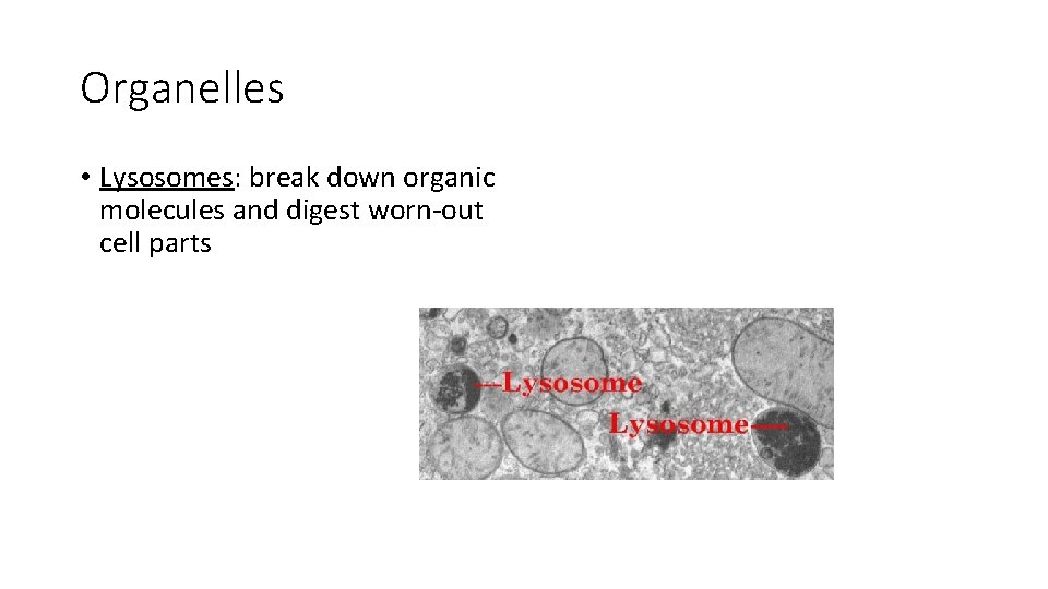 Organelles • Lysosomes: break down organic molecules and digest worn-out cell parts 