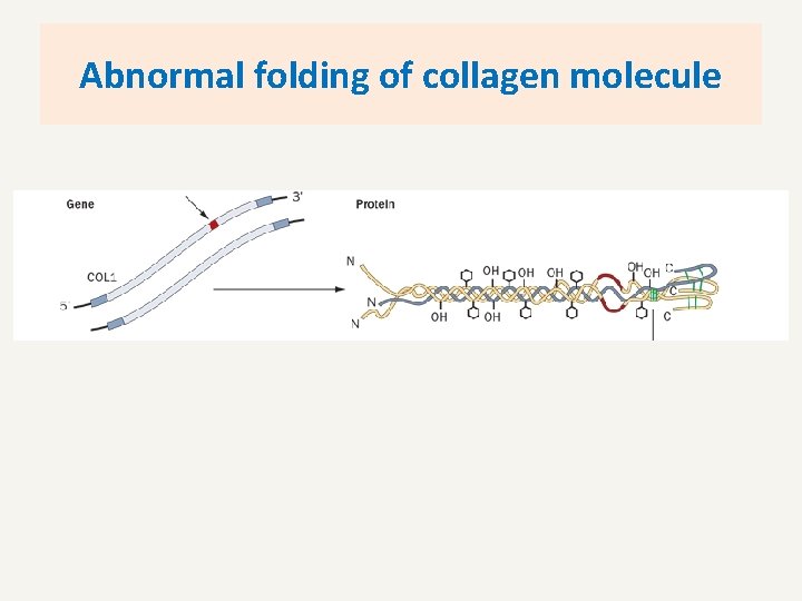 Abnormal folding of collagen molecule 