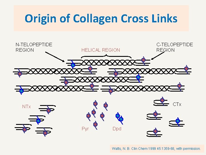 Origin of Collagen Cross Links N-TELOPEPTIDE REGION HELICAL REGION C-TELOPEPTIDE REGION CTx NTx Pyr