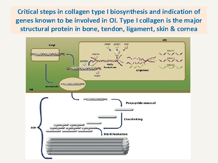 Critical steps in collagen type I biosynthesis and indication of genes known to be