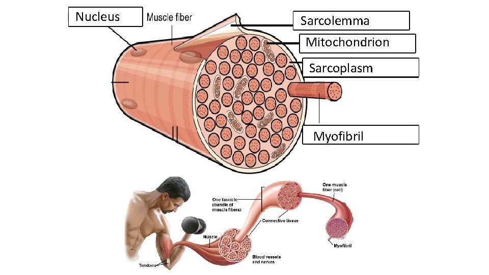 Nucleus Sarcolemma Mitochondrion Sarcoplasm Myofibril 
