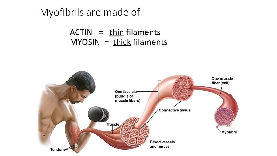 Myofibrils are made of ACTIN = thin filaments MYOSIN = thick filaments 