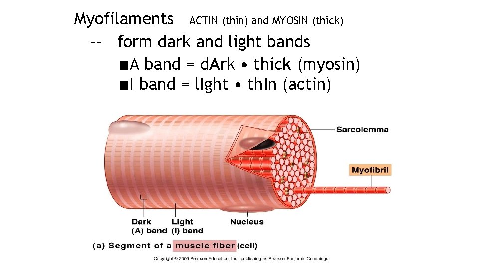 Myofilaments ACTIN (thin) and MYOSIN (thick) -- form dark and light bands ■A band
