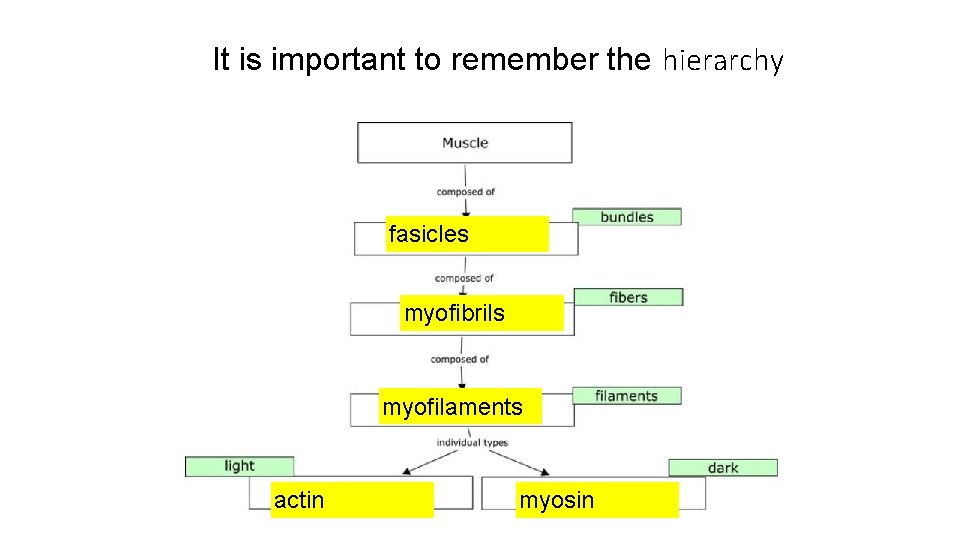 It is important to remember the hierarchy fasicles myofibrils myofilaments actin myosin 