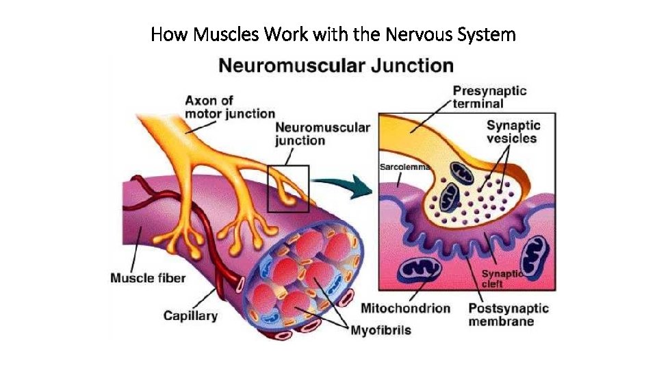 How Muscles Work with the Nervous System 