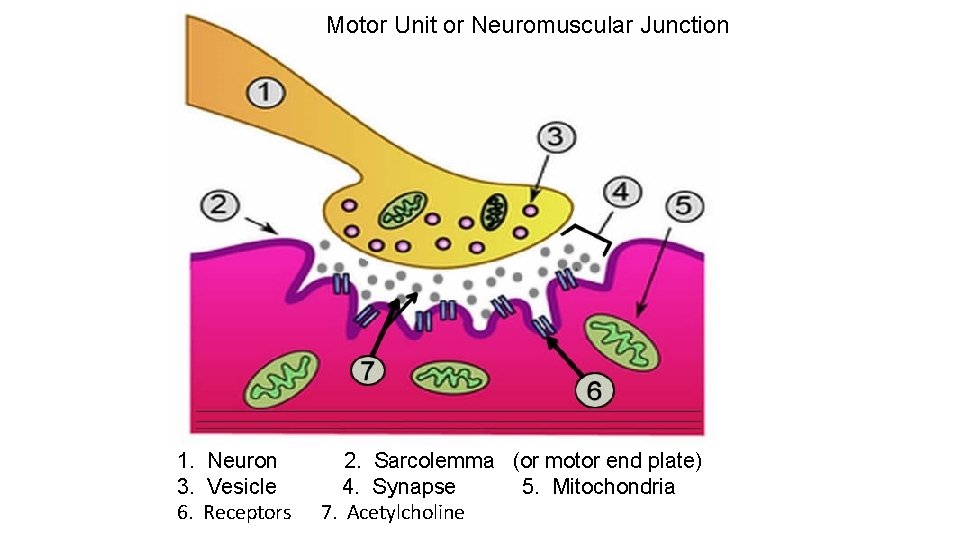 Motor Unit or Neuromuscular Junction 1. Neuron 3. Vesicle 6. Receptors 2. Sarcolemma (or