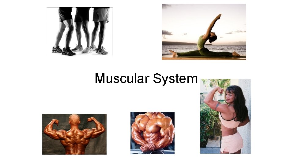 Muscular System 