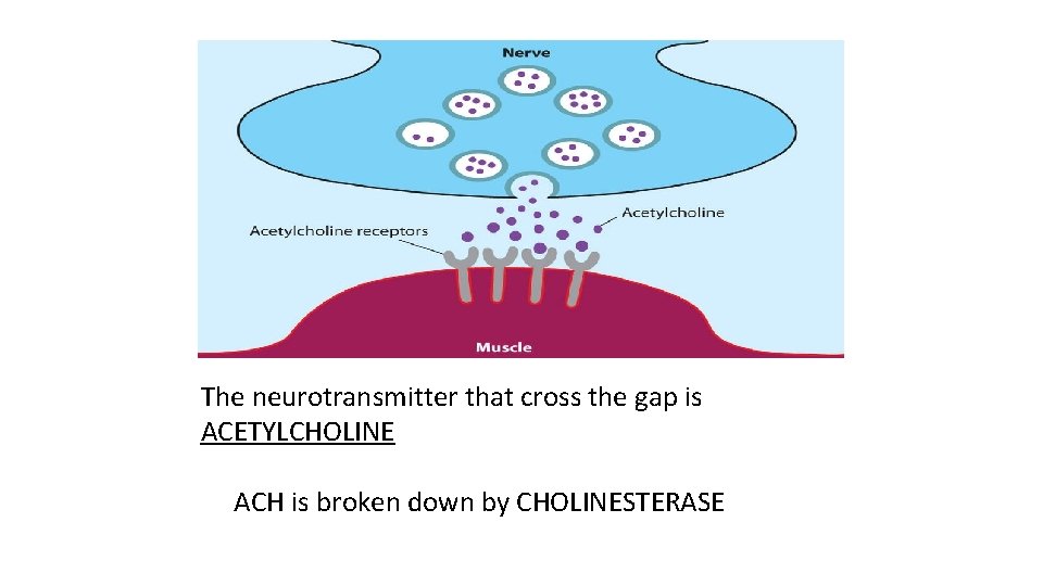 The neurotransmitter that cross the gap is ACETYLCHOLINE ACH is broken down by CHOLINESTERASE