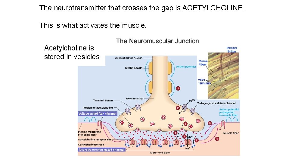 The neurotransmitter that crosses the gap is ACETYLCHOLINE. This is what activates the muscle.