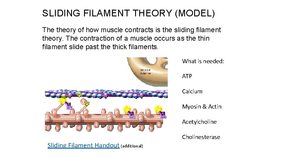 SLIDING FILAMENT THEORY (MODEL) The theory of how muscle contracts is the sliding filament