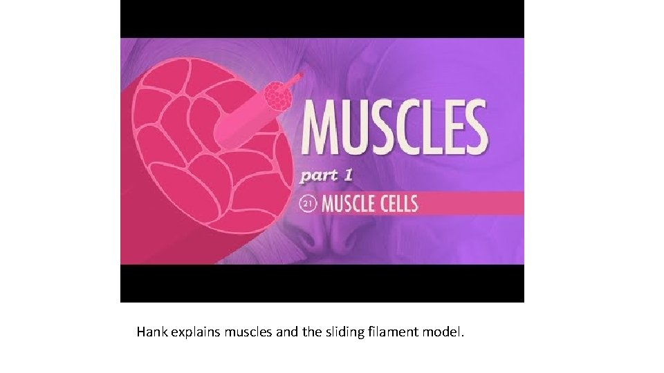Hank explains muscles and the sliding filament model. 