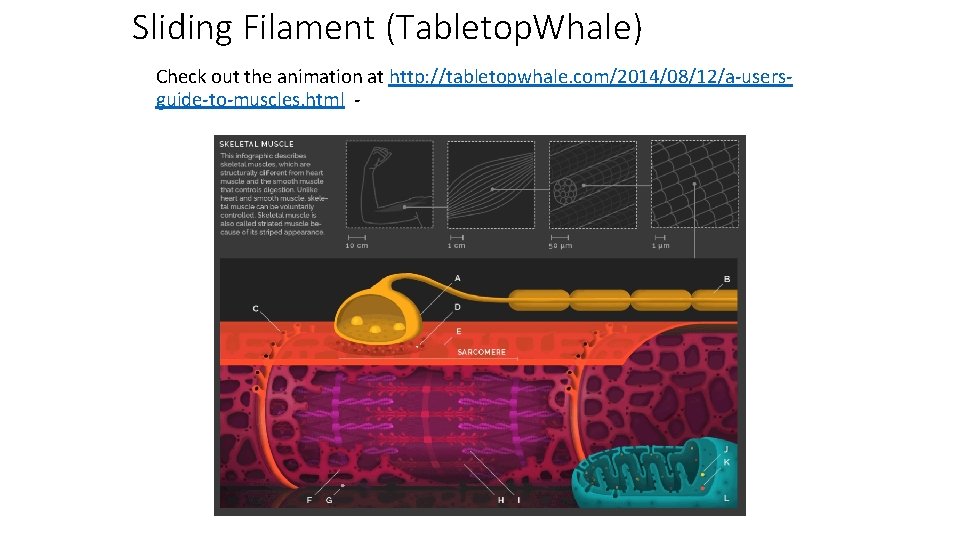 Sliding Filament (Tabletop. Whale) Check out the animation at http: //tabletopwhale. com/2014/08/12/a-usersguide-to-muscles. html -