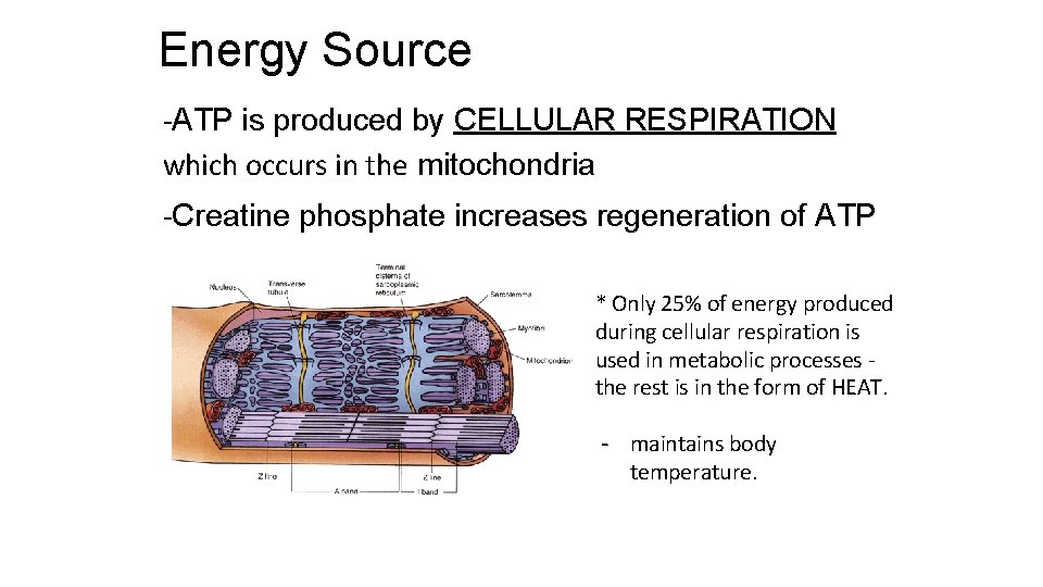 Energy Source -ATP is produced by CELLULAR RESPIRATION which occurs in the mitochondria -Creatine