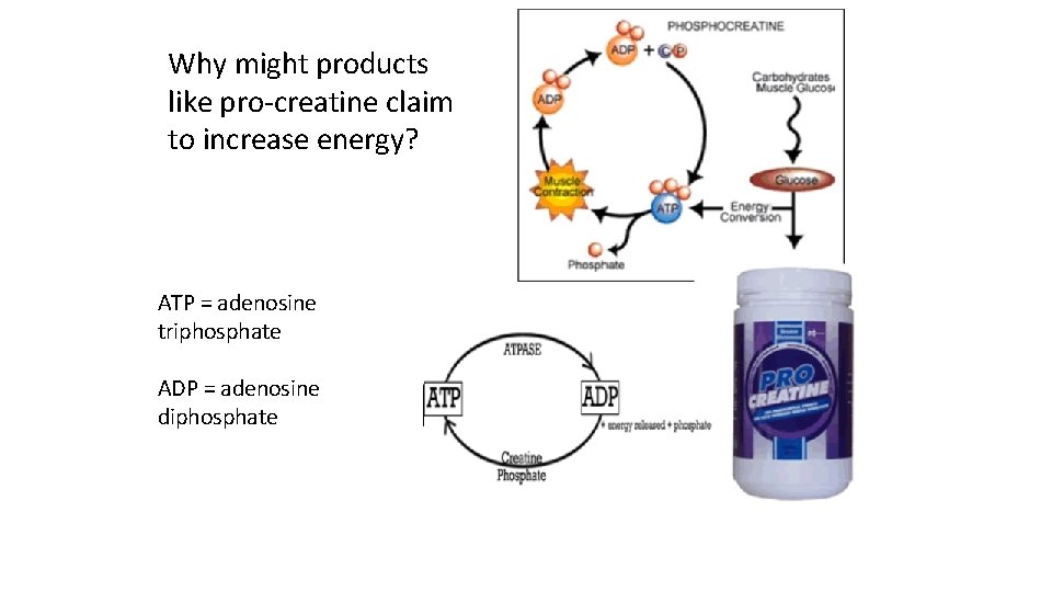 Why might products like pro-creatine claim to increase energy? ATP = adenosine triphosphate ADP