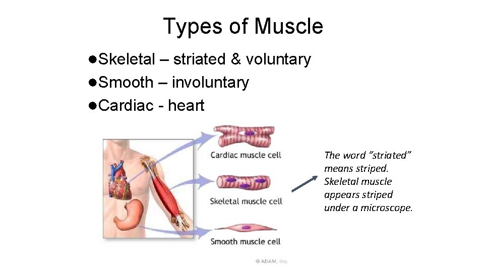 Types of Muscle ●Skeletal – striated & voluntary ●Smooth – involuntary ●Cardiac - heart
