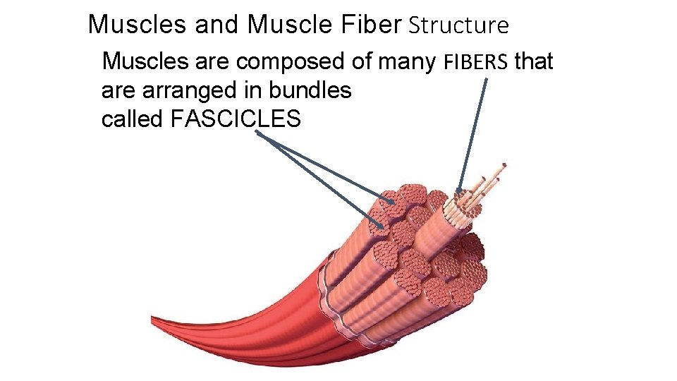 Muscles and Muscle Fiber Structure Muscles are composed of many FIBERS that are arranged