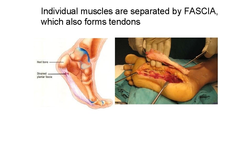 Individual muscles are separated by FASCIA, which also forms tendons 