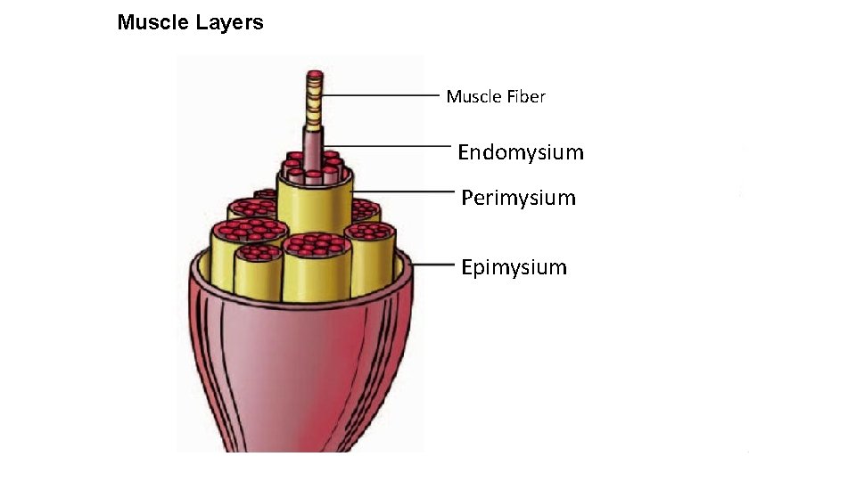 Muscle Layers Muscle Fiber Endomysium Perimysium Epimysium 
