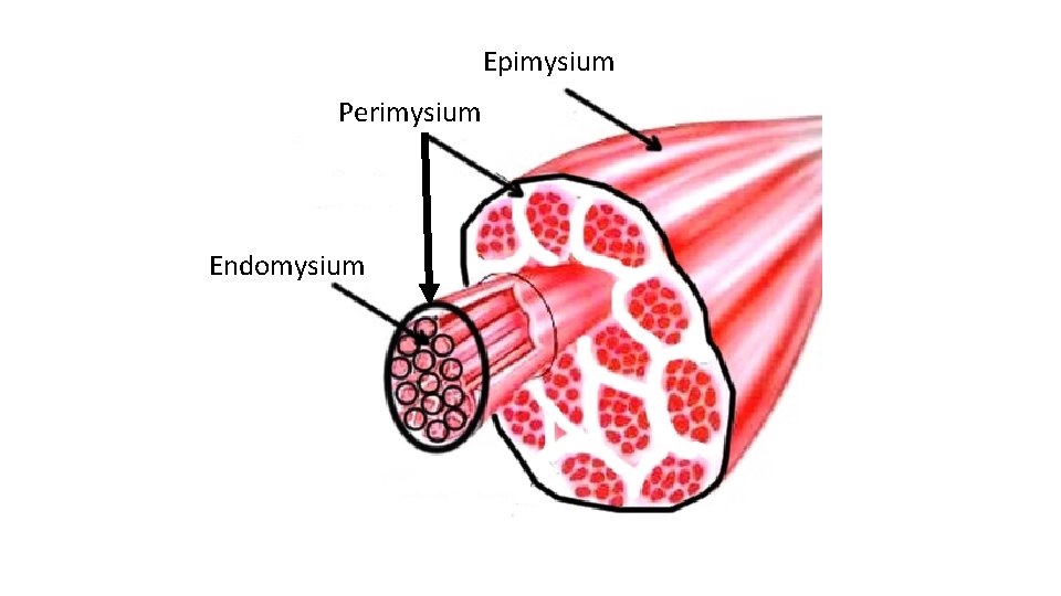 Epimysium Perimysium Endomysium 