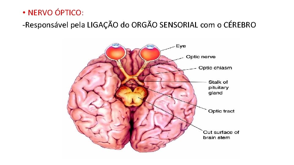  • NERVO ÓPTICO: -Responsável pela LIGAÇÃO do ORGÃO SENSORIAL com o CÉREBRO 