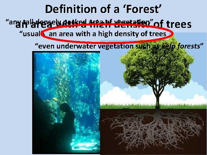 Definition of a ‘Forest’ “any densely packed vegetation”of trees antallarea with a area highof